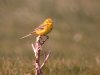 Yellow Wagtail at Fleet Head (Steve Arlow) (101640 bytes)